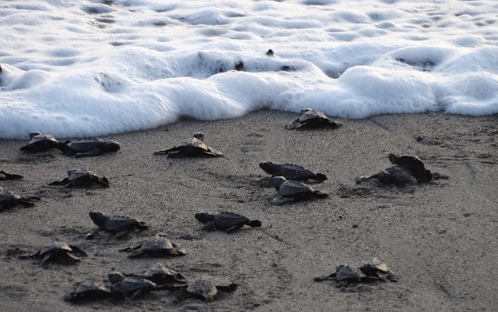 Mexico – Banderas Bay’s Turtle Season